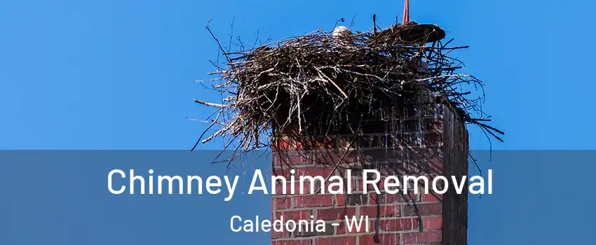  Chimney Animal Removal Caledonia - WI