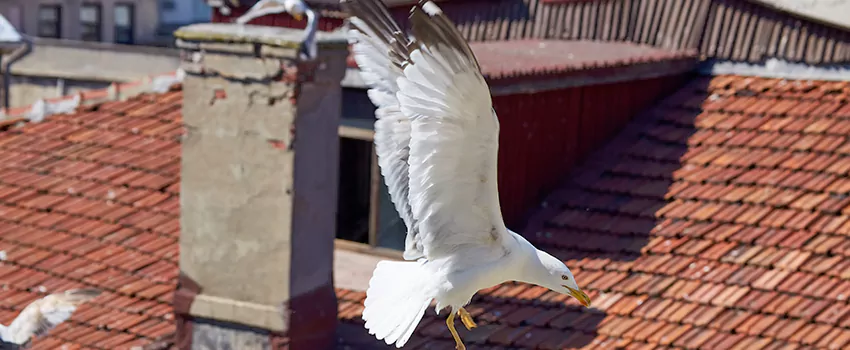 Residential Chimney Animal Removal Solution in Caledonia, WI