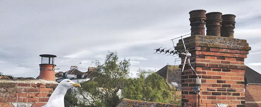 Chimney Cleaning And Restoration in Caledonia, Wisconsin